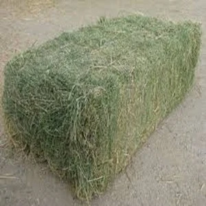Premium Quality Alfalfa Hay at very cheap price / Quality Rhodes Grass Hay