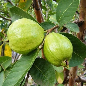 Premium quality fresh Guava