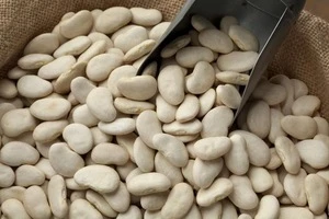 Premium Quality Large White Lima Beans
