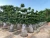 Import Professional manufacture cheap foliage plants natural plants ornamental ficus bonsai plants multi root from China