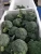 Import pure frozen broccoli vegetables from China