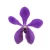 Import Purple Fresh Cut Mokara Orchid High Quality Wholesale Flower from Thailand
