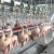 Import Qingdao Raniche Butcher Equipment Chicken Slaughtering Machine Meat Process from China