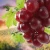 Import Quality Fresh Red Globe grapes and other varities for sale 30% off from South Africa