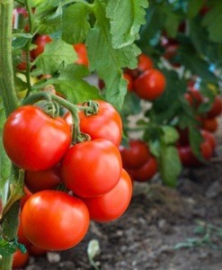 Quality  Fresh Tomatoes at affordable prices