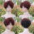 Import Real hair wigs short mechanism head sets inter-color partial afro pixie wigs from China