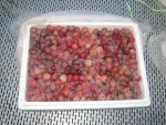 red globe grape