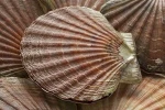 Scottish shellfish