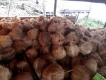 Semi Husked Coconut