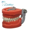 Similar Nissin Dental Model Medical Science Educational Dental Teaching Model with EF Articulator