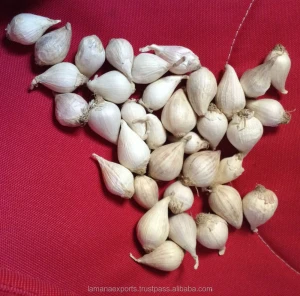 Solo Garlic for Export Vietnam Malaysia Singapore Snow White Fresh COMMON Liliaceous Vegetabless