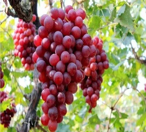 South Africa mature red globe fresh grapes