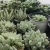 Import succulents wholesale live natural plants live haworthia succulent plant from China