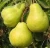 Import SUPER QUALITY FRESH PEARS from South Africa