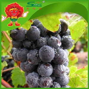 Sweet fresh Purple Grapes black grape type low bulk selling price