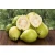 Import Taipei Organic Type Fresh Fruit Guava From Dinh Gia Company Global Gap Circle Shape In Vietnam from Vietnam
