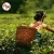 Import Taiwan Bubble Tea Supplier - Assam Black Tea from China