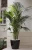 Import TEL +8618924003579 hawaii palm leaves artificial palm tree  bonsai from China