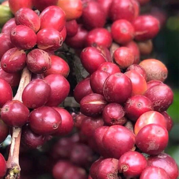 Vietnamese Wholesale Premium Quality 60kg Green Coffee Beans Arabica With Good Grade AA