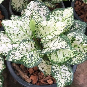 Wholesale Aglaonema Pot Plant in Thailand Best Price Try us!!