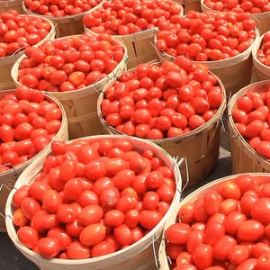 Wholesale Bulk Fresh Tomatoes Available and Ready