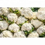 Wholesale Cauliflower/ Fresh Cauliflower Vegetable / Fresh Frozen Cauliflower