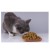 Import Wholesale Fish Biscuit Cat Treats Kitten Molars Nutrition Fattening Interactive Cat Treats from China