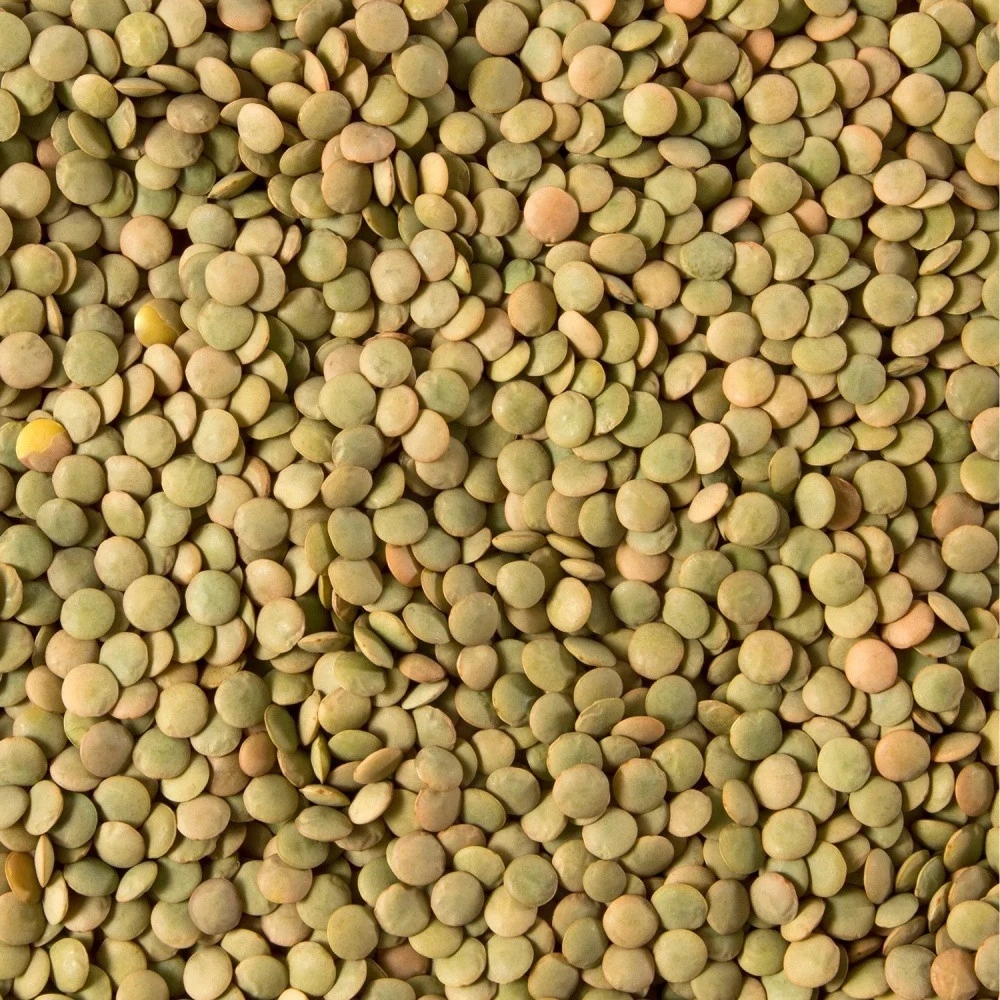 Wholesale organic russian lentils agricultural crop