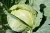 Import Wholesale Pure Fresh Round White Cabbage from Ukraine