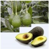 Wholesale Supplier For Private Labeling Avocado Carrier Oil
