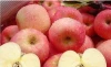 Xuzhou Jin Shitong fresh fuji apple with OEM quality and high levels exported for many areas