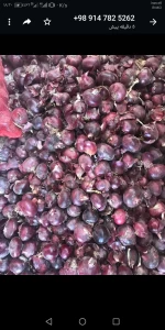 Red onion export