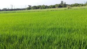 Oryza Sativa Indica Long Rice, Similar To Basmati Rice