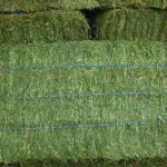Super High Quality Timothy Hay/Baled Alfalfa Hay Pellets Best Feed Grade for Dogs Horses Variety of Rhodes Grass Hay