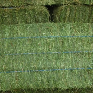 Super High Quality Timothy Hay/Baled Alfalfa Hay Pellets Best Feed Grade for Dogs Horses Variety of Rhodes Grass Hay