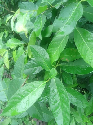 Bay Leaf