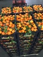 Fresh Fruits (apples, Mango, Plums, Pears, Pineapple, Watermelon, Grapes, Lemons