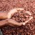 Import Cocoa Beans from United Arab Emirates