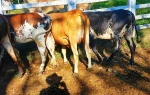 Girolando dairy heifers