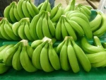 Cavendish Banana G9