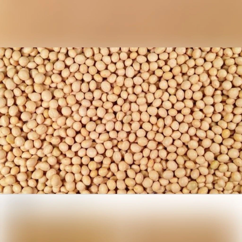 Buy Grade A, Organic Dried Soybeans, Best Price from Gotsmart Concept