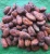 Import Quality Raw Dried Cocoa Beans Available in Stock from Moldova