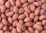 Wholesale High Quality Premium Delicious Groundnut/ Peanuts