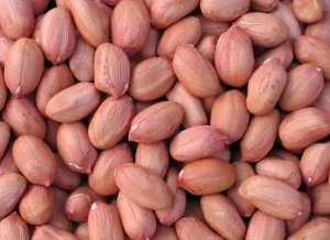 Wholesale High Quality Premium Delicious Groundnut/ Peanuts