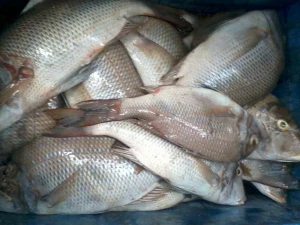fresh frozen barramundi fish for sale