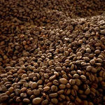 Roasted Coffee Beans 80% Arabica, 20% Robusta, SC 15+