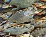 Crabs Live Blue Swimmer