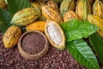 sundried cocoa