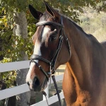 German Bridle Fancy - BRG26