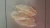 Import Premium Sun-Dried Whole Fish Maw - High Grade Natural Seafood from Netherlands